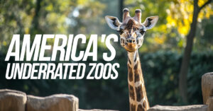 FUN-America's Underrated Zoos